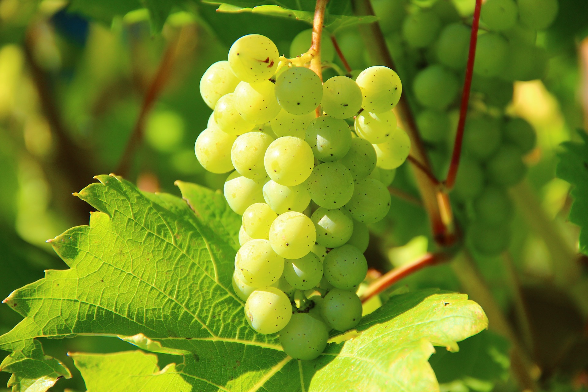 vini bianchi sardi